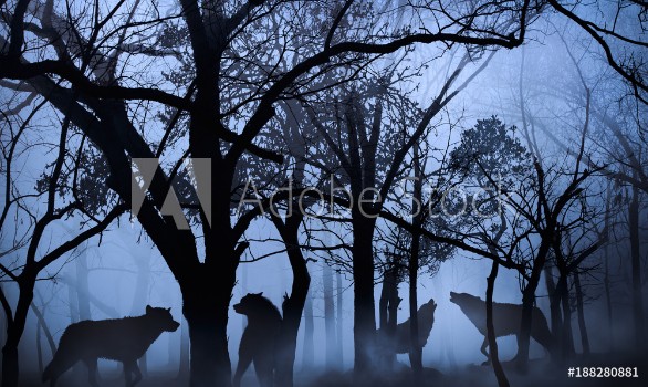 Bild på Pack of wolves in the woods immersed in the morning fog